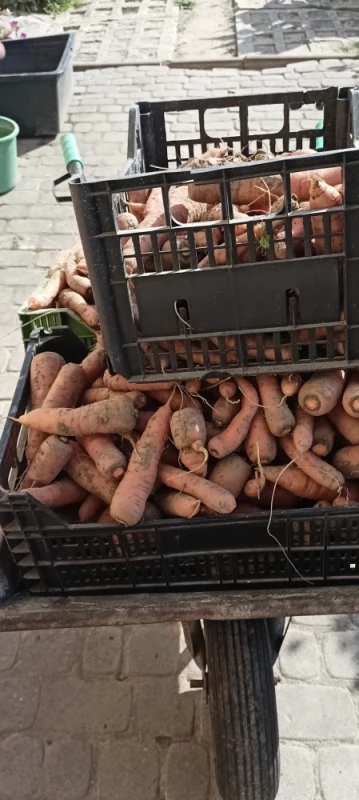 Smaczne jabłka i warzywa