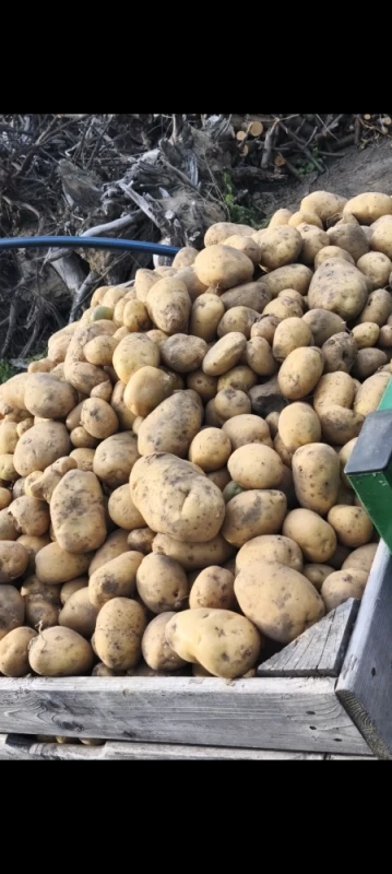 Sprzedam smaczne jabłka i warzywa ekologiczne