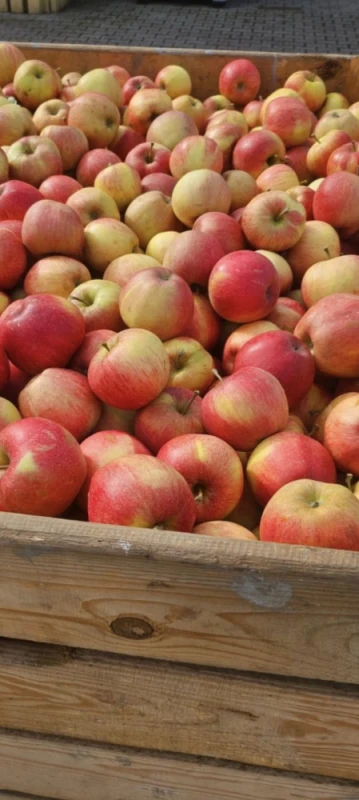 Sprzedam smaczne jabłka i warzywa ekologiczne