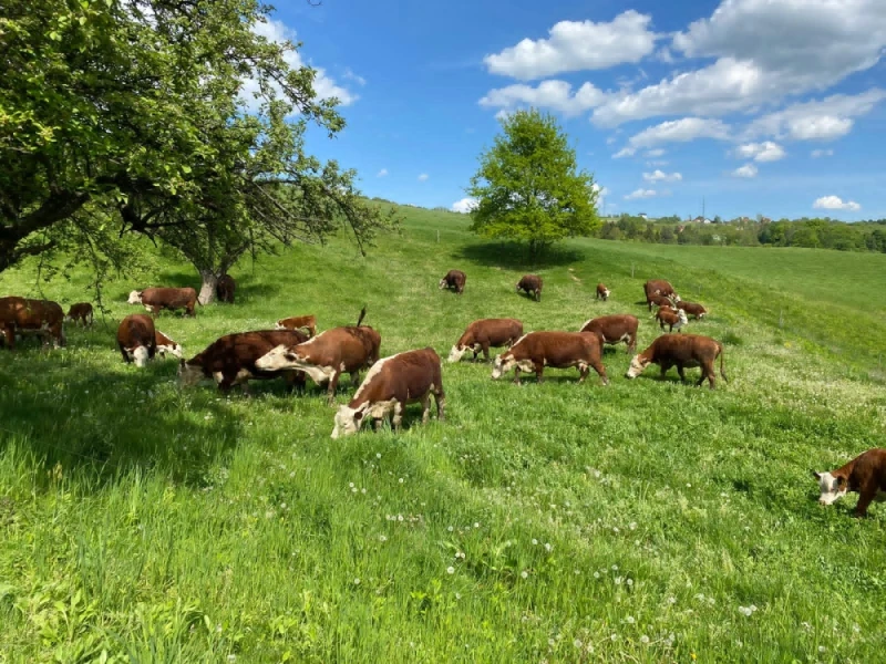 Wołowina Hereford polędwica, ligawa, gulasz, steki, mięso do burgerów etc