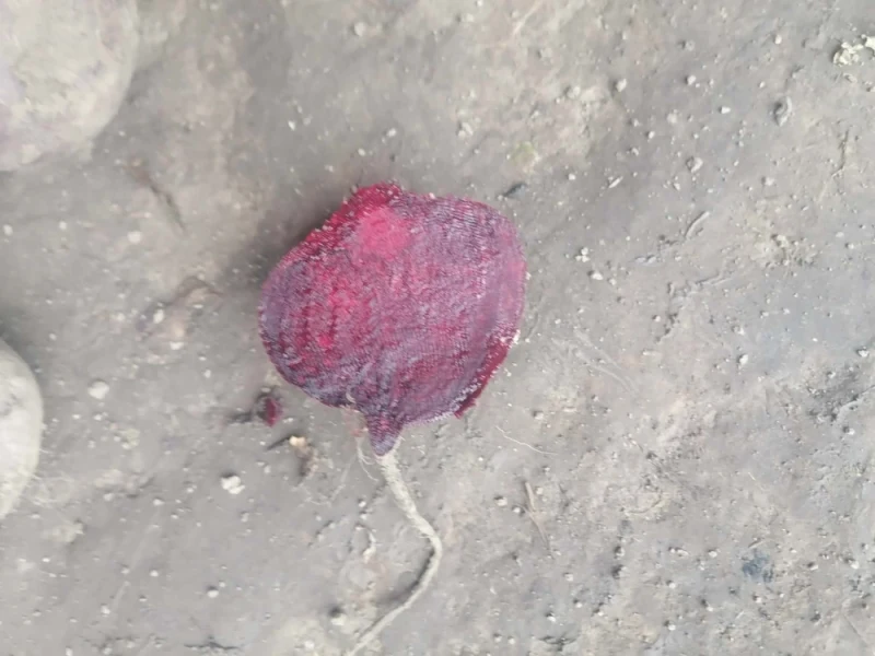 Burak czerwony okrągły Możliwość wysyłki