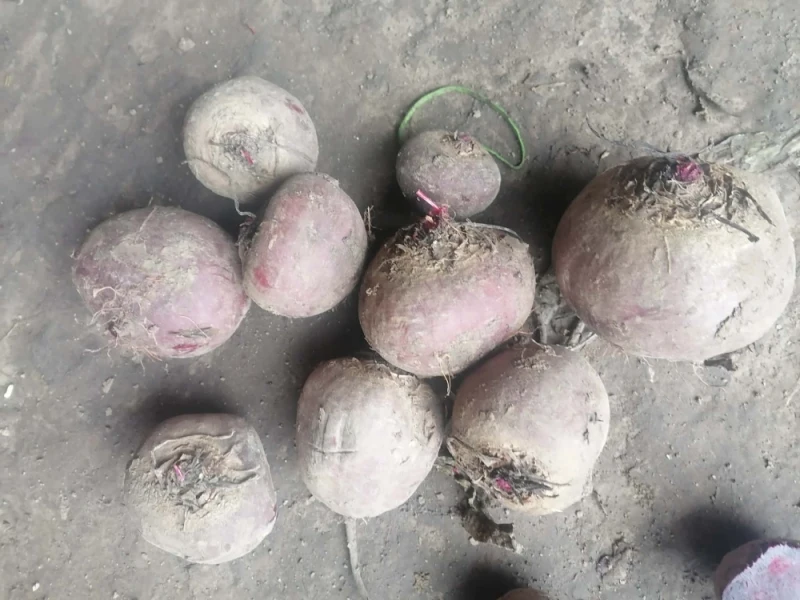 Burak czerwony okrągły Możliwość wysyłki