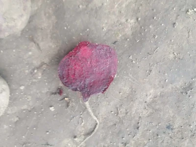 Burak czerwony okrągły Możliwość wysyłki