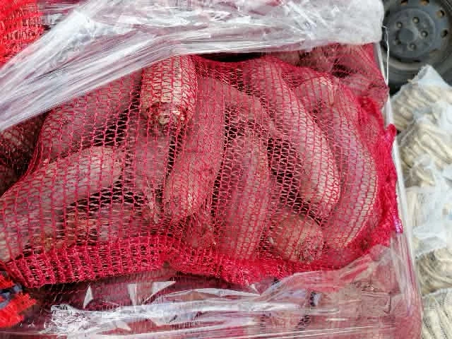 Buraczki czerwone długie Możliwość wysyłki