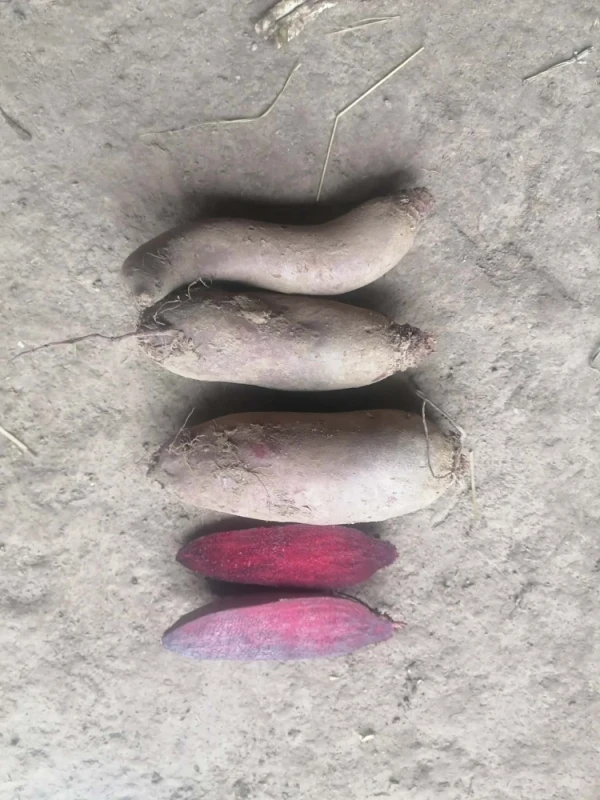 Buraczki czerwone długie Możliwość wysyłki