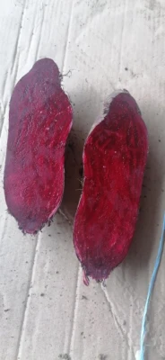 Buraczki czerwone długie Możliwość wysyłki