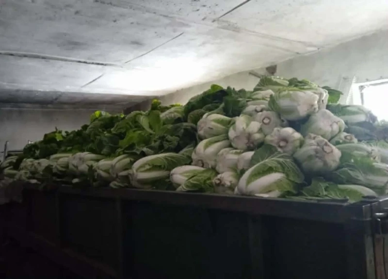 Kapusta pekińska Możliwość wysyłki