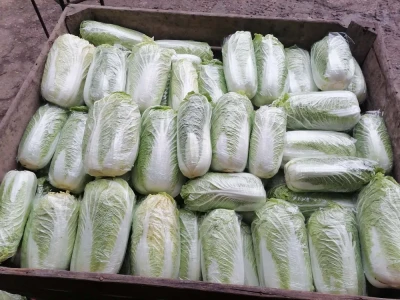 Kapusta pekińska Możliwość wysyłki