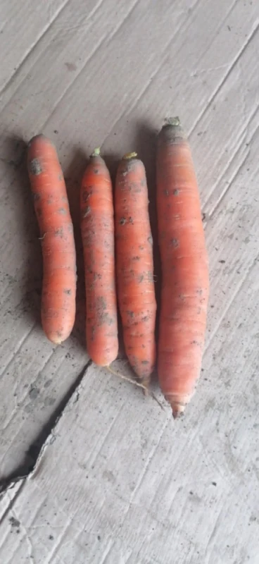 Marchew Możliwość wysyłki