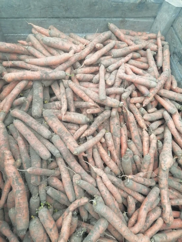 Marchew Możliwość wysyłki