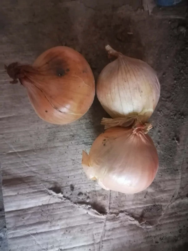 Cebula Możliwość wysyłki