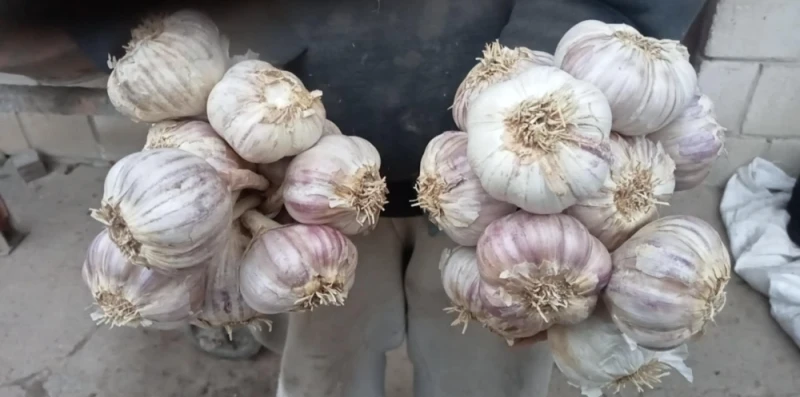 Czosnek harnaś Możliwość wysyłki