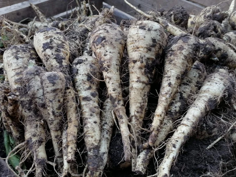 Pasternak Możliwość wysyłki