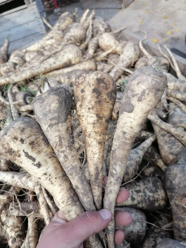 Pasternak Możliwość wysyłki