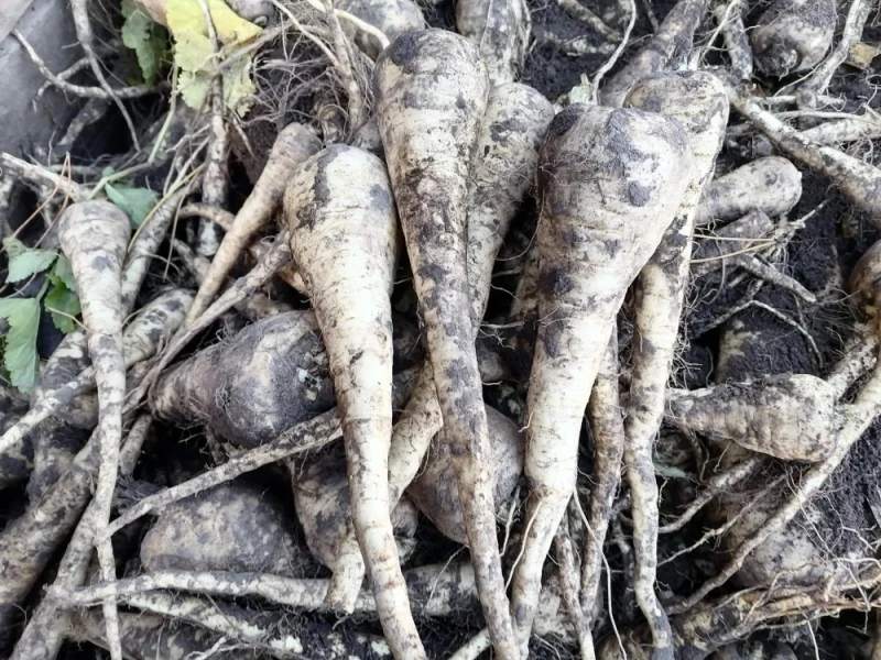 Pasternak Możliwość wysyłki