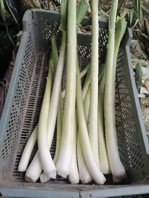 Pory Możliwość wysyłki