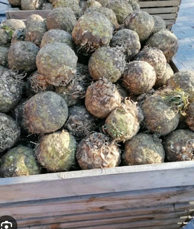 Seler Możliwość wysyłki