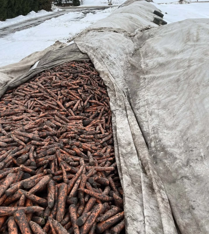 Sprzedam marchew przemysłową odmiany Trafford  ilość ok. 200 ton
