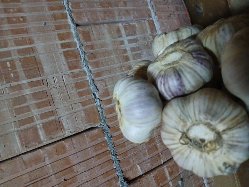 Czosnek Polski Harnaś