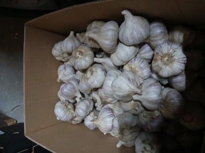 Czosnek Polski Harnaś