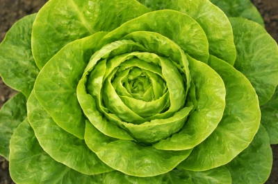 Sałata masłowa - sprzedam sałatę masłową