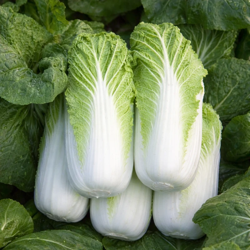 Kapusta pekińska - sprzedam kapustę pekińską