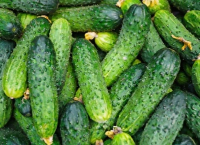 Ogórek gruntowy - ogórki na sprzedaż