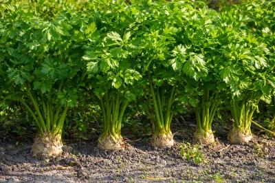 Seler korzeniowy z nacią lub sam korzeń - na sprzedaż