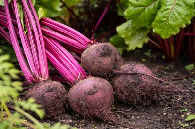 Burak czerwony ćwikłowy  - sprzedam