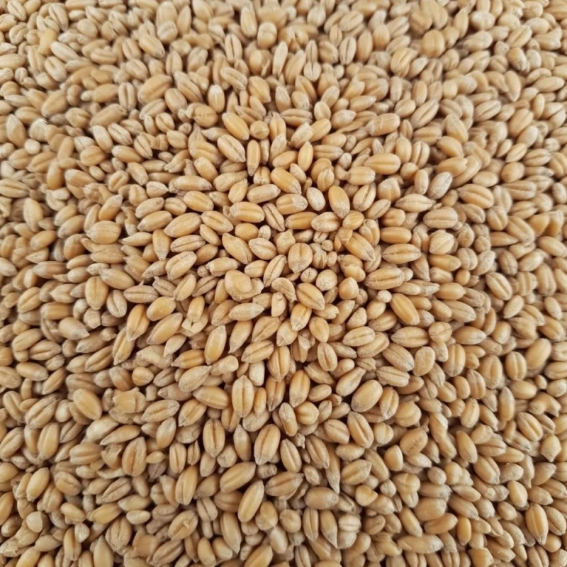 Sprzedam pszenicę Hondia