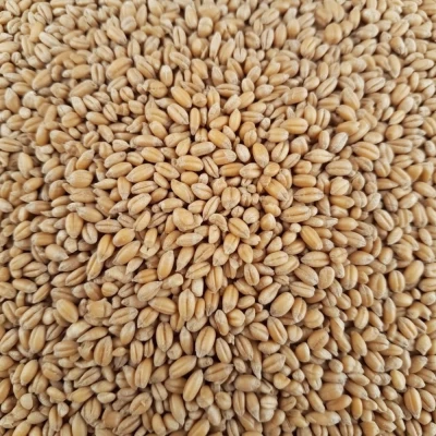 Sprzedam pszenicę Hondia