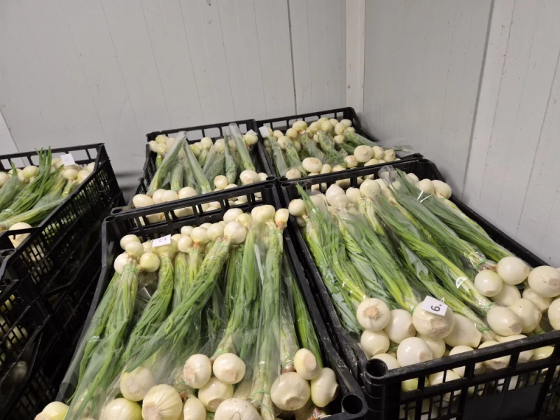 Cebula ze szczypiorem