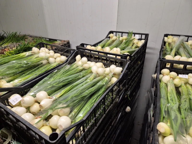 Cebula ze szczypiorem