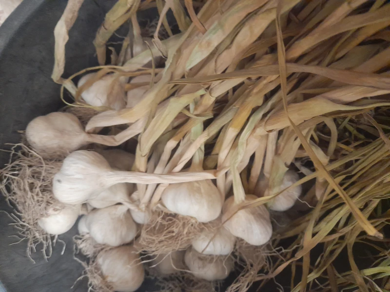 Czosnek wiosenny możliwa wysyłka