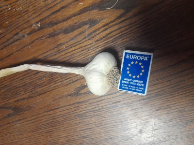 Czosnek wiosenny możliwa wysyłka