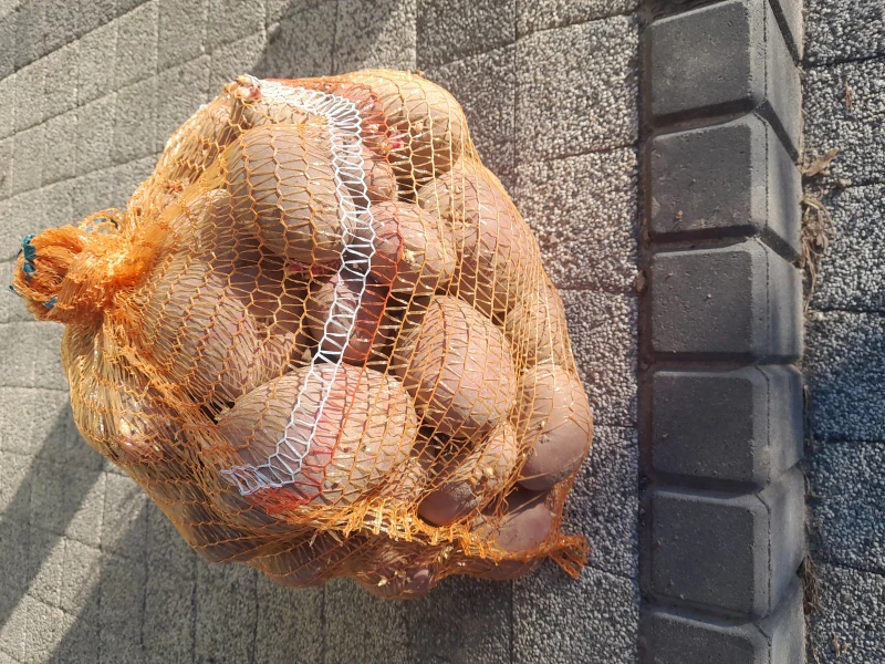 Ziemniaki magnolia, redsonia