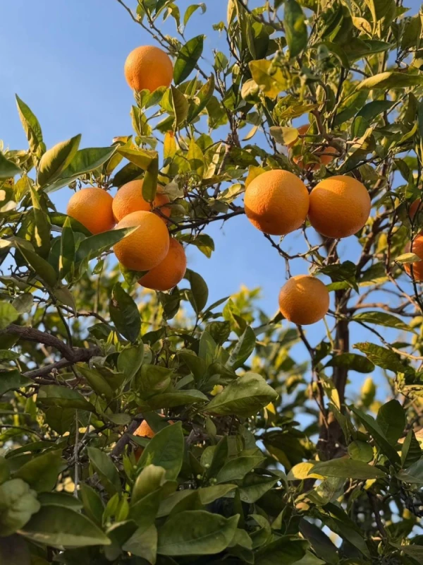 Oferta handlowa pomarańcze