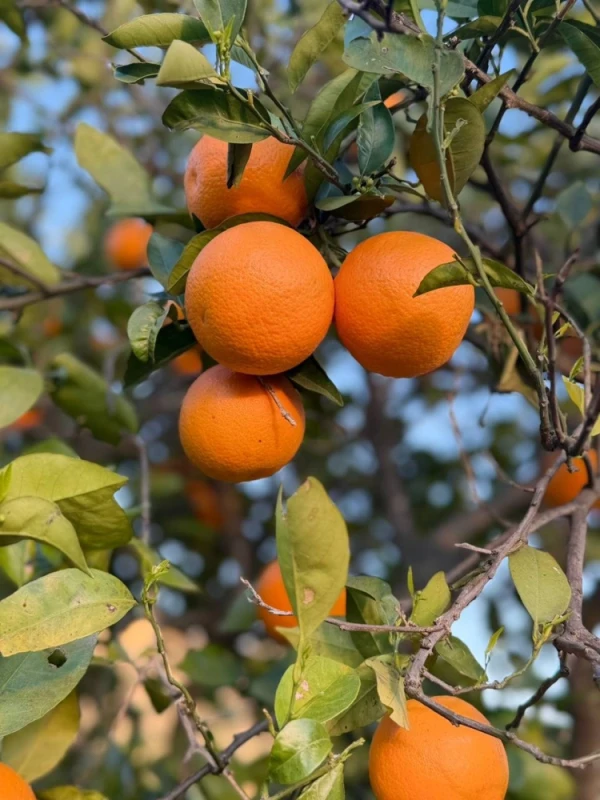 Oferta handlowa pomarańcze