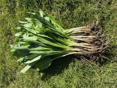Czosnek Niedźwiedzi sadzonki