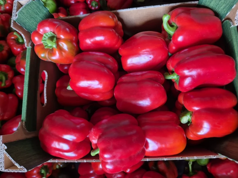 POLSKA papryka typu blok czerwona