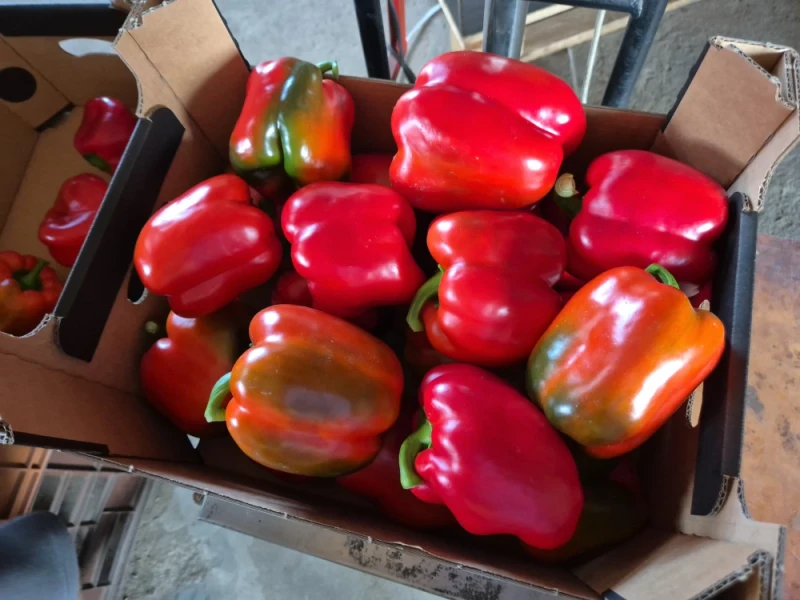 POLSKA papryka typu blok czerwona