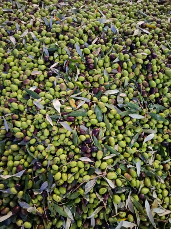 Oliwa z oliwek extra virgin