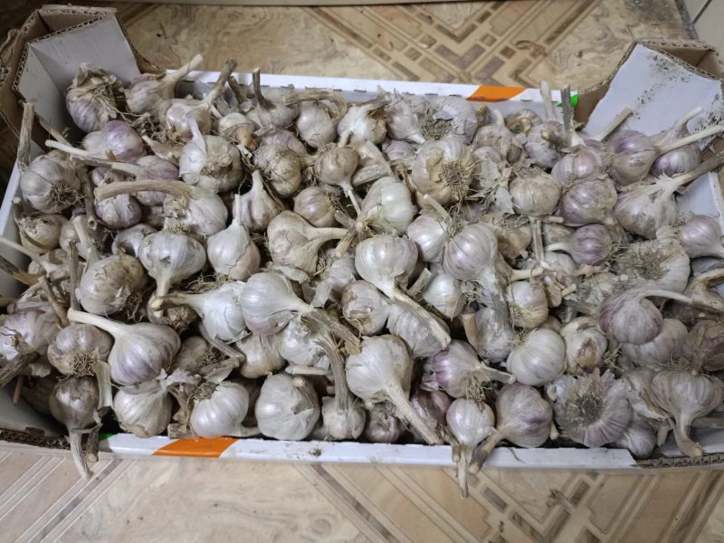 Agnieszka Michałowska