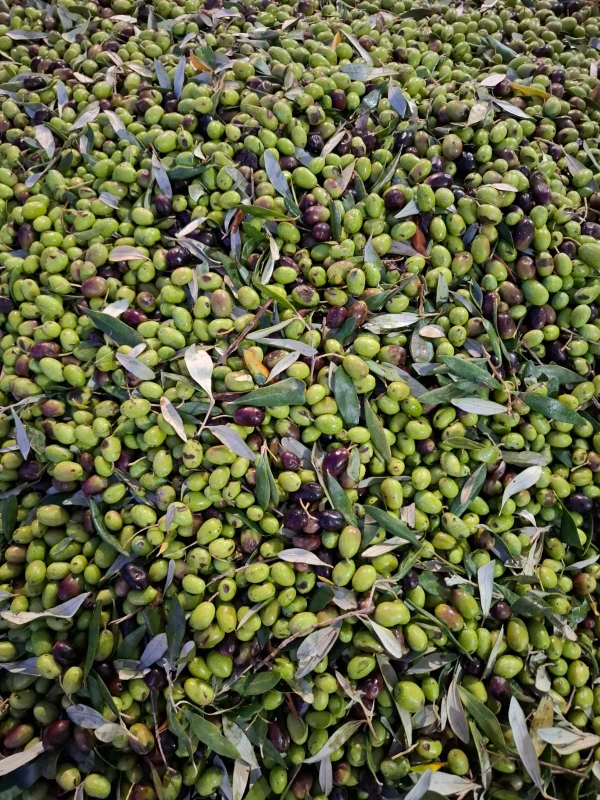 Joanna Kołodzińska