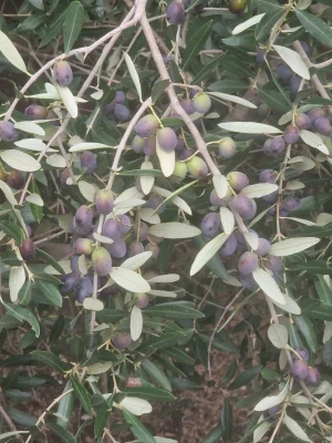 Joanna Kołodzińska